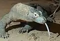 コモドドラゴンの舌