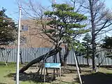 望郷のアカマツ