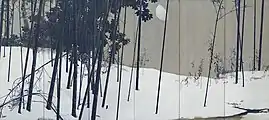《寒月》右隻