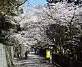 桜の馬場