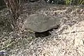 開口部