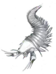 Kootenichela deppi