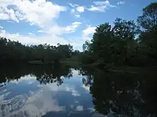 水面に浮かぶ木々