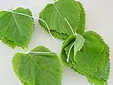 食用の葉