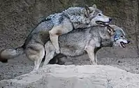 オオカミ