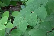 葉