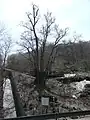 赤津のカツラ。(平成19年4月)