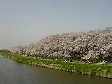 北越谷元荒川堤の桜