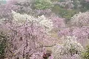 公園内の桜