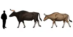 コープレイ