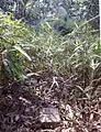 三角点