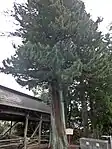 高野槇の大木