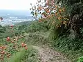 かつらぎ町と紀の川を一望