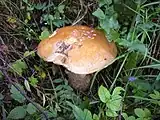 Kozák　コザーク