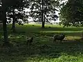 国立公園内では、羊と牛が放し飼いにされている