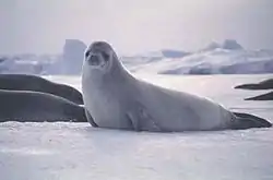 カニクイアザラシ
