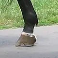 「小白」の馬。