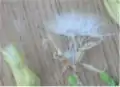 果実は冠毛がつく