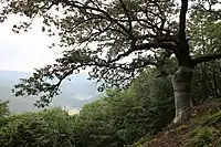 画像左下方に大屋川沿いの口大屋地区を見下ろす。