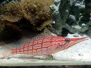 沼津港深海水族館飼育個体
