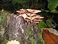 成菌のひだで褐色（フラッシュのせいで白飛びしている）柄にささくれがある