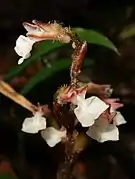 3萼片の基部が合着して鐘形の花筒となり、唇弁は白く先は丁字形に広がり横長の長方形になる。唇弁の基部は距となりふくらむ。