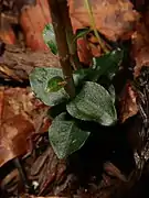葉は互生し、濃緑色。