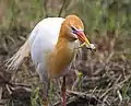 アマサギB. ibis