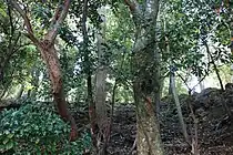 九木神社樹叢