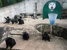 阿仁熊牧場のツキノワグマ