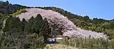 熊野神社の桜林(西条市)