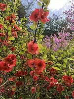 如意寺のボケの花