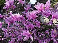 如意寺のミツバツツジ