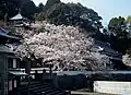 本坊の桜