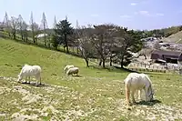観光牧場（2019年4月）