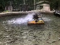 養鱒場