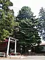 黒髪山神社（群馬県）のモミ