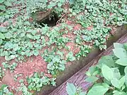 左の穴は、黒川堰の旧ルートにあった急流部分の隧道チェック孔。右が旧ルートを流れる小川