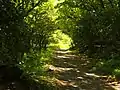 黒河林道の緑のトンネル