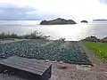 キャベツ畑と前島夕陽公園から見た黒島