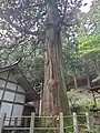 大スギ
