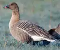 A. brachyrhynchus