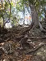 山頂直下の鎖場