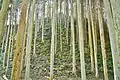 宮山山麓から山頂・磐座を望む