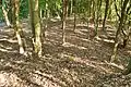 中円部から後方部を望む
