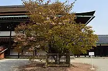 左近の桜