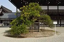 右近の橘