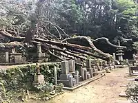 京都市左京区の法然院付近の墓地における倒木