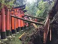 京都市伏見区の伏見稲荷大社における倒木