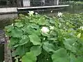 大賀ハスの修景池
